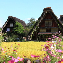 「秋の白川郷編」--ゴリの感動した写真館