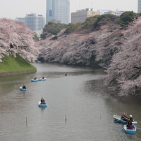 桜を追いかけて(東京 千鳥ヶ淵)