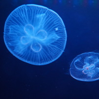 20110926　サンシャイン水族館７
