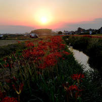 夕暮れの彼岸花咲く散歩道