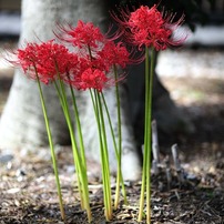 休日の野島公園