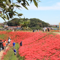 新美南吉記念館前のヒガンバナ