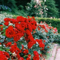 KONICA IIB (F2.8) コニカ 2B 実写作例あり Konica ⅡB-mの試し撮り - yz-paradiseのブログ