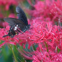 Papilio protenor