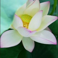 Beautiful flowers 