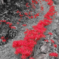 曼珠沙華の小径