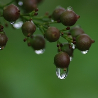 雨あがり