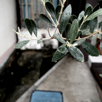 雨が