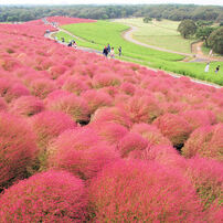 2011秋　ひたち海浜公園
