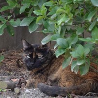 2011.10.12アイランドに行く