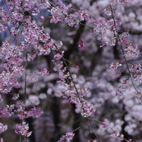 枝垂桜