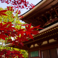 高野山　紅葉事始め