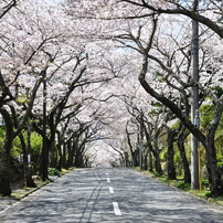 桜並木の道の中で♪