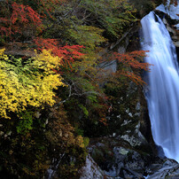 【良品/作例】Nikon AF NIKKOR 80-200mm f2.8 ED 初期型の解像度』 ニコン AI AF Zoom Nikkor ED 80-200mm F2.8D の