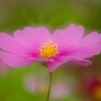 Last Cosmos