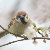 SUZUME
