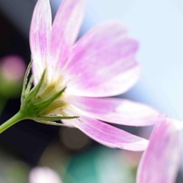花色