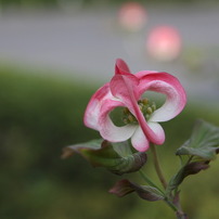 TAMRON(タムロン)のレンズ SP AF 17-50mm F/2.8 XR Di II LD