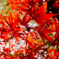 戌の日　お参り