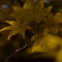 紅葉本番（高野山）