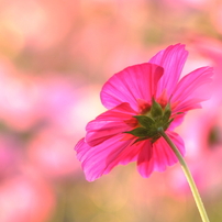 秋桜と色遊び