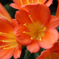 TAMRON(タムロン)のレンズ SP AF 17-50mm F/2.8 XR Di II LD