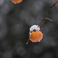 初雪の朝