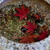 箱根紅葉