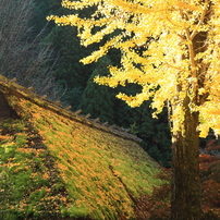 「H23黄色の紅葉編」--ゴリの感動した写真館