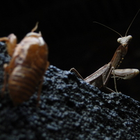 カマキリの写真 画像 写真集 写真共有サイト Photohito