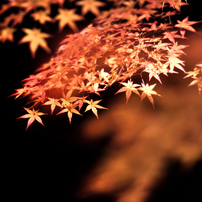 Kyoto－秋