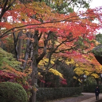 平林寺紅葉20