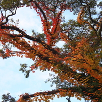 秋化粧：２０１１年秋