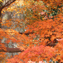 2011年紅葉（虎渓山）