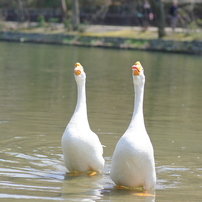 ガチョウの写真 画像 写真集 写真共有サイト Photohito