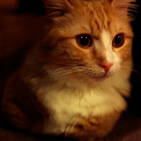 ねこ　可愛さの意味