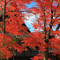 寺と紅葉