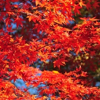 2011年　紅葉