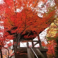 平林寺の紅葉９