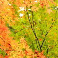 愛知県民の森2011紅葉