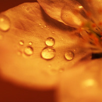 SAKURA 06