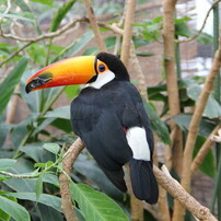 神戸花鳥園 １