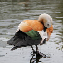 神戸花鳥園 ２