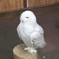 神戸花鳥園 ３