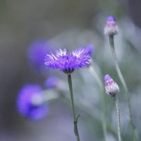 TAMRON(タムロン)のレンズ SP AF 17-50mm F/2.8 XR Di II LD