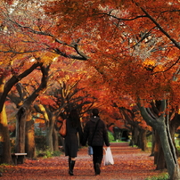 紅葉風景