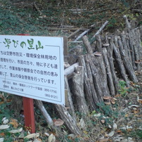 シイタケ榾木