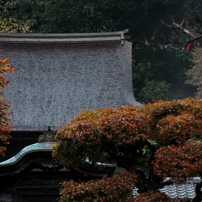 小雨の舎利殿