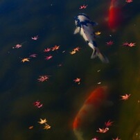 紅葉2011