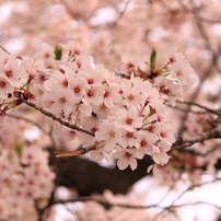 日本の花